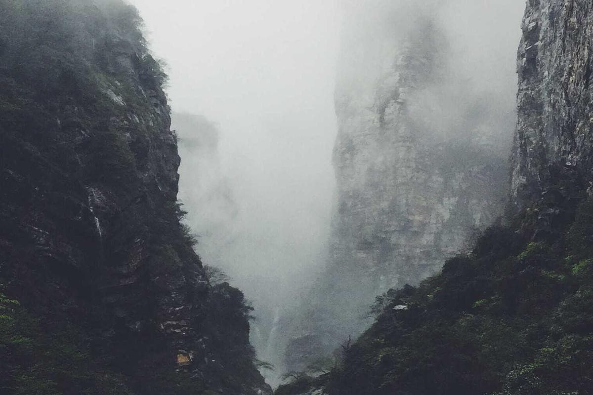 山頂纜車沿線植物指南